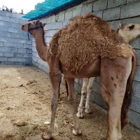 دو عدد شتر نر