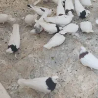 فروش کبوتر طوقی.وفنچ نرگسی شکلاتی
