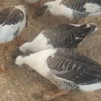 فروش غاز