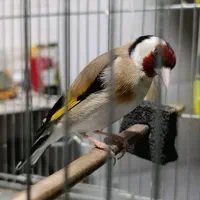 سیره جوجه قفس