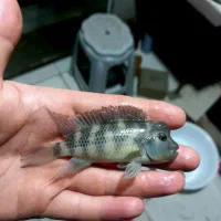 ماهی خاص لاین هد