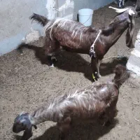 فروش ۲عددبز خوب سرحال