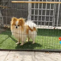 پامر خرسی وارداتی جهت جفت و کشش