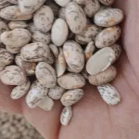 لوبیا چیتی (ارتشی)