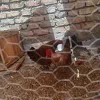 مرغ تخم گذار