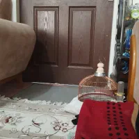 جوجه سهره قناری خ در خونه تحویل بگیر