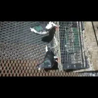 کبوتر شهری جفتی