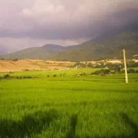 شالیزار