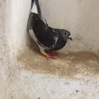 کبوتر ماده