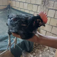 2 نیمچه خروس گلین
