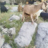 فروش چند راس بز باکهره
