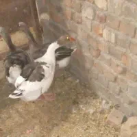 غاز