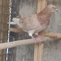 سه تا نر خوب و عالی تهرانی پرشی