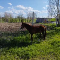 اسب|اسب و تجهیزات اسب‌سواری|بستان آباد, |دیوار
