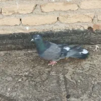 ماده گل دم  پر و بازیکن بشرط