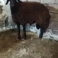 بره شیشک مخصوص قوچ