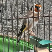 سهره نر70درصدمست