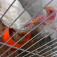 جوجه مرغ یا خروس