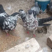 نروماده افشون باخت خوردن