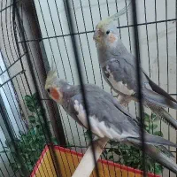 عروس هلندی مولد.یک جفت