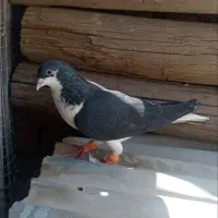 کبوتر خوشرنگ سیاه نر پرنده