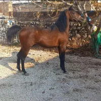 نریان ۴ سال سواری دار