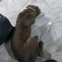 قصاب