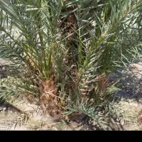 پاجوش خوش خارک