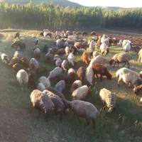 فروش ۱۰۰ راس میش
