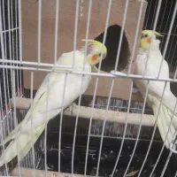 فردش پرنده