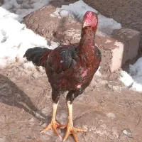 جوجه لاری نسل دار