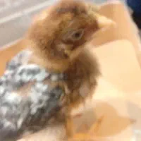 جوجه