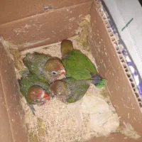 جوجه کوتوله سرلاکی