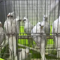 عروس هلندی