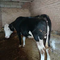 گاو‌ماده‌گوشتی‌تقریبا‌۶۰۰‌به‌بالا