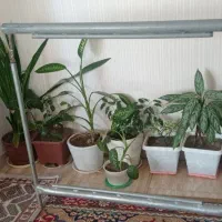 دار تابلو فرش
