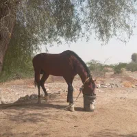 اسب عرب مصری