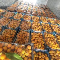 فروش ازگیل و سیب گلاب شیرین و گوجه باغی