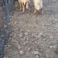 دوراس بره ماده