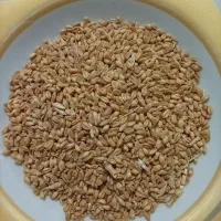 گندم آبی فروش فوری