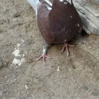 کبوتر|پرنده|میلاجرد, |دیوار