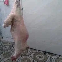 سلاخ و قصاب و سلاخی گوسفند و بز