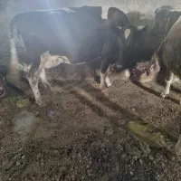 گاو شیری با گوساله