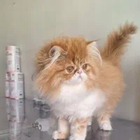 بچه گربه های پرشین اسکاتیش و بریتیش