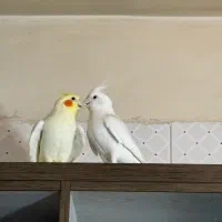عروس هلندی جفت رام و مولد و جوان