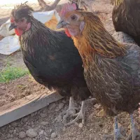 مرغ بومی