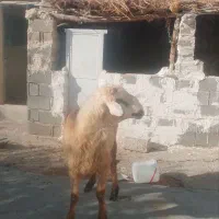 قوچ جوان ترکی