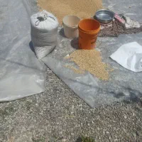 گندم