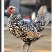 مرغ و خروس منیاتوری سیبرات