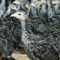 جوجه بوقلمون